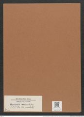Navicula incurvata [splendida var. incurvata] Rbh. (de-Toni-Nr.: Genus 1, Species 243) Zeichnungen Sammlung Grunow Mappe 00190 (Herbarium_W_Grunow_drawings_Folder_00190)